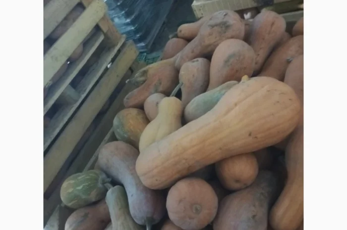 Продам гарбузи- фото № 2