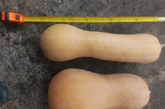 Продам гарбузи- фото № 4