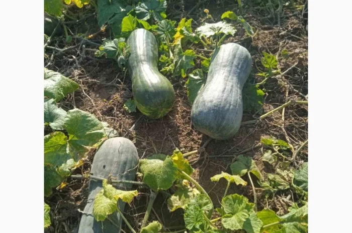 Продам гарбуз- фото № 4