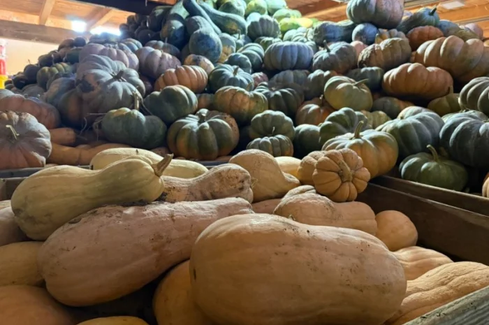 Продам гарбуз- фото № 5