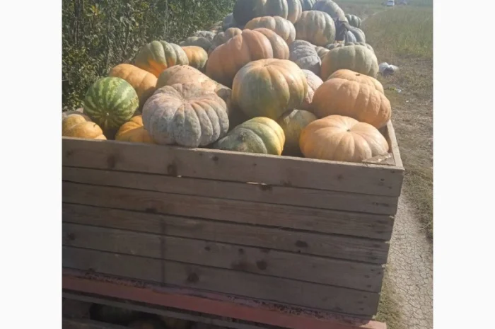 Продам гарбуз- фото № 6