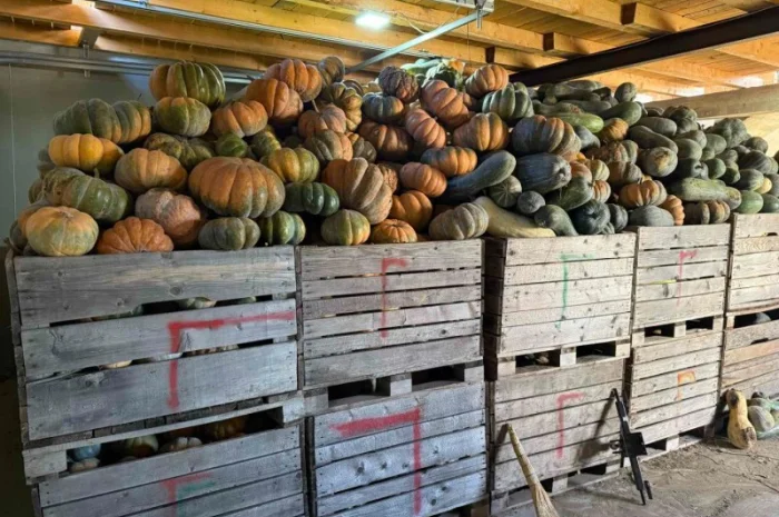 Продам гарбуз- фото № 2