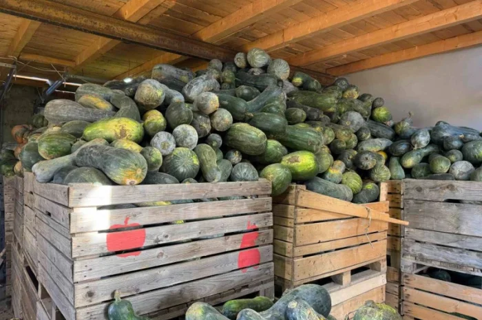 Продам гарбуз- фото № 3