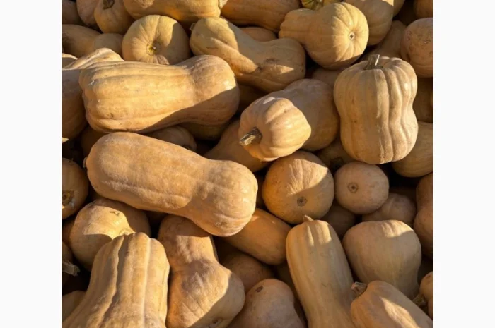 Продам гарбуз мускатних сортів, кубік 10*10м заморожений- фото № 2