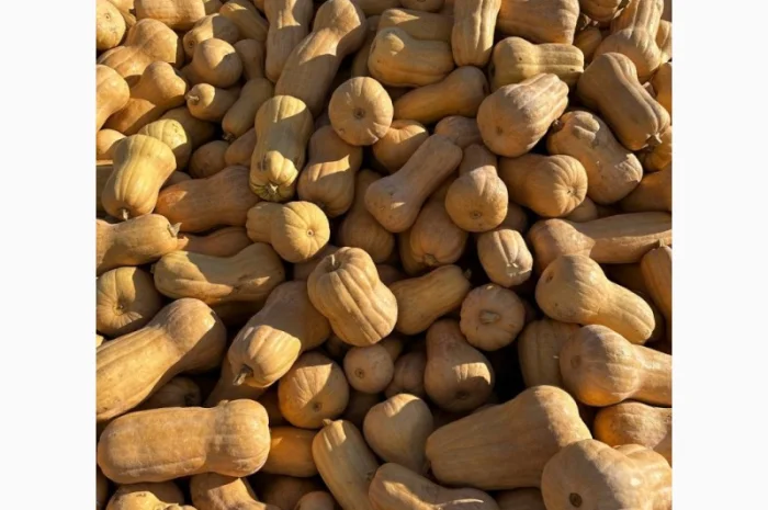 Продам гарбуз мускатних сортів, кубік 10*10м заморожений- фото № 3