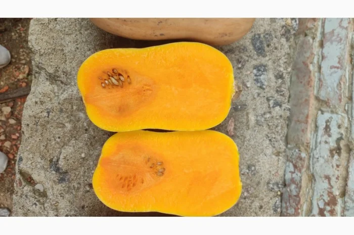 Продам гарбуз сорт Матільда, Тіна- фото № 1