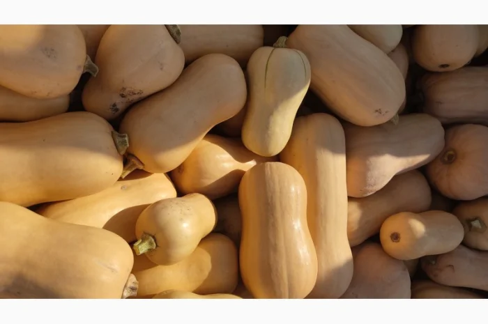 Продам гарбуз сорт Матільда, Тіна- фото № 2