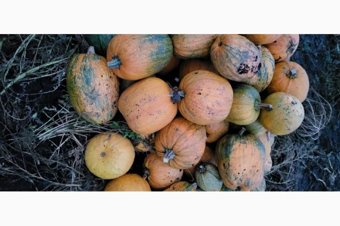 Продам гарбуз сортовий- фото № 1