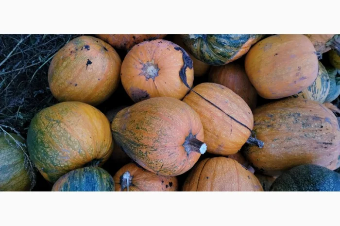 Продам гарбуз сортовий- фото № 10