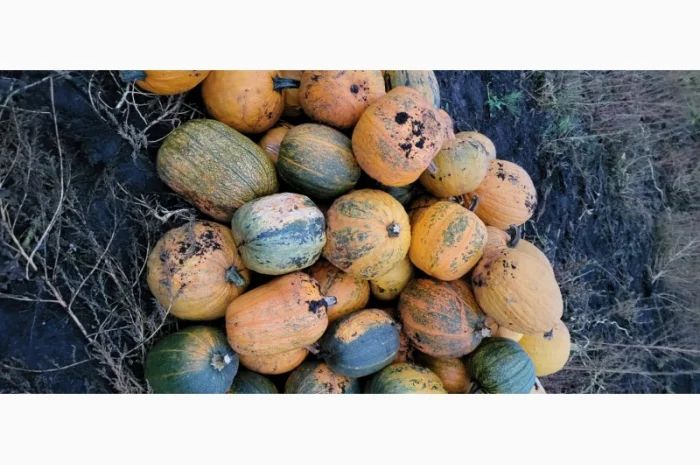 Продам гарбуз сортовий- фото № 12