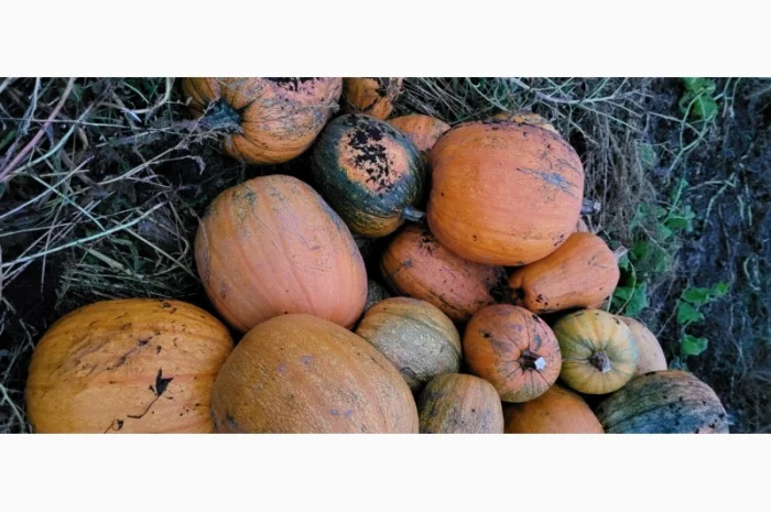 Продам гарбуз сортовий- фото № 2