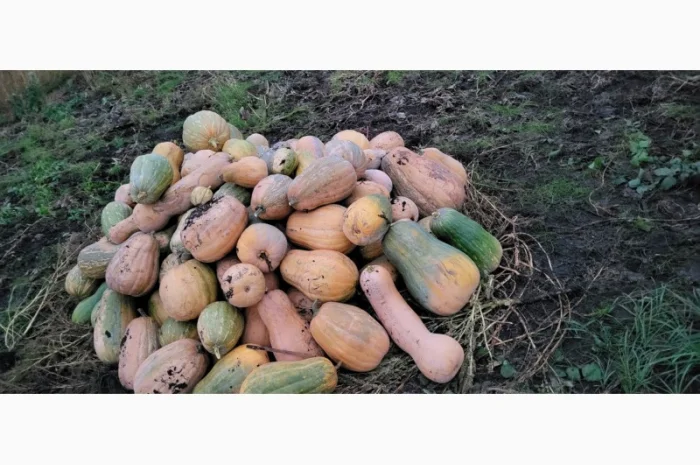 Продам гарбуз сортовий- фото № 3