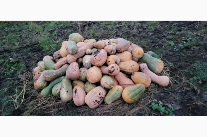 Продам гарбуз сортовий- фото № 5