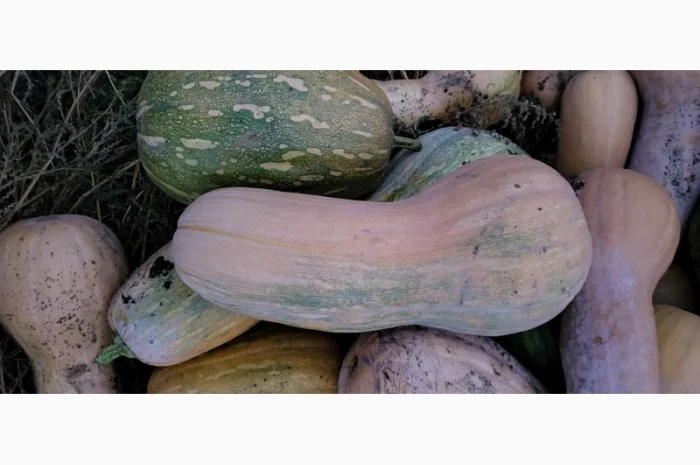 Продам гарбуз сортовий- фото № 6