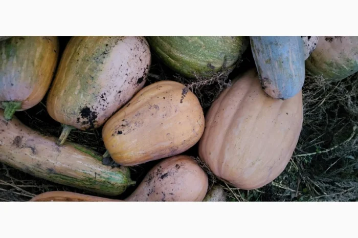 Продам гарбуз сортовий- фото № 7