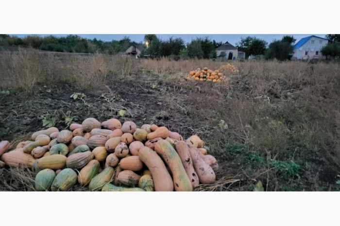 Продам гарбуз сортовий- фото № 8