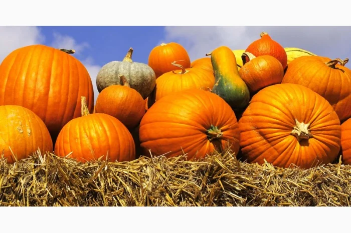 Куплю гарбузи- фото № 1