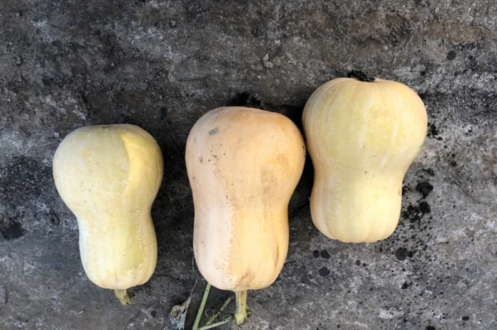 Продам гарбуз мускатний, десертний «Матильда»- фото № 1