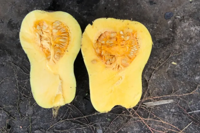 Продам гарбуз мускатний, десертний «Матильда»- фото № 2