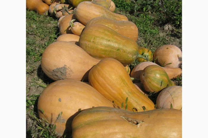 Продам гарбуз - арабатський плоди від 0, 5 кг -15 кг- фото № 1