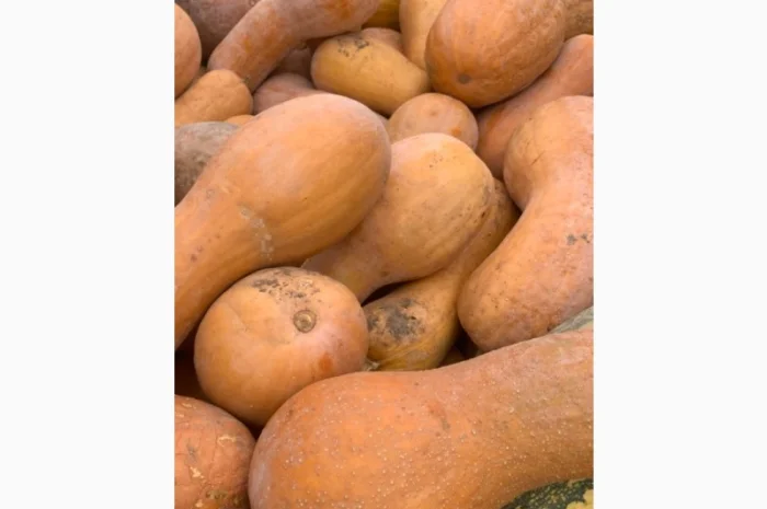 Продам гарбуз - арабатський плоди від 0, 5 кг -15 кг- фото № 2