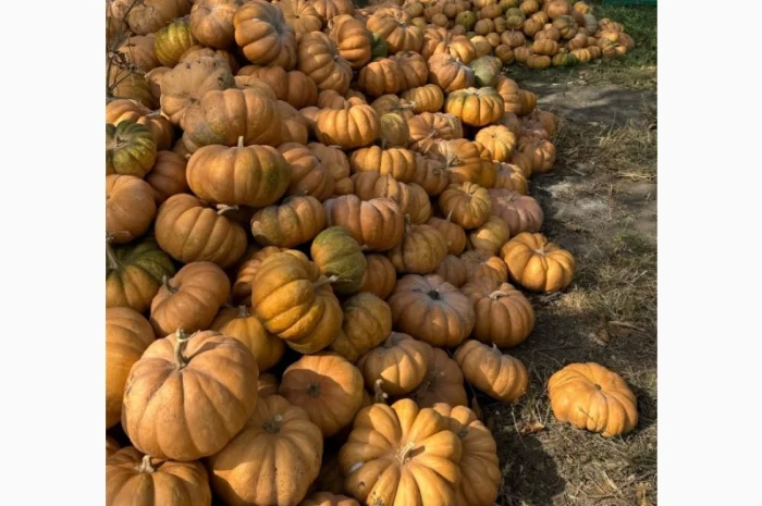 Продам терміново гарбуз МУСКАТ ДЕ ПРОВАНС- фото № 1