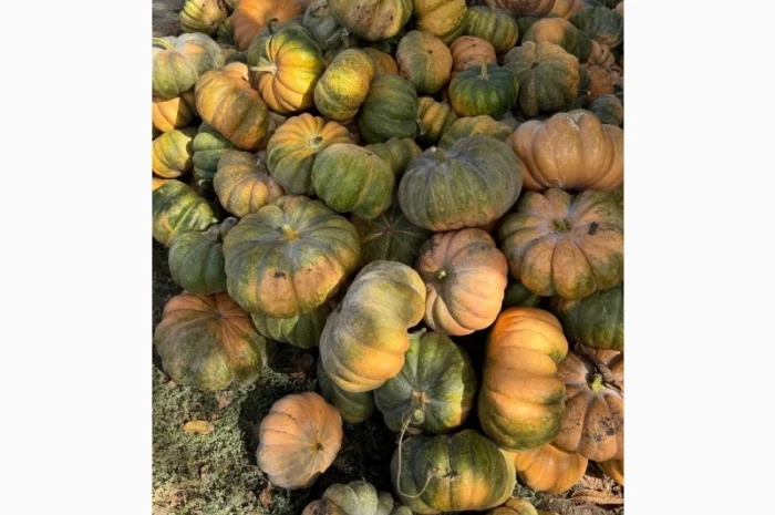 Продам терміново гарбуз МУСКАТ ДЕ ПРОВАНС- фото № 2