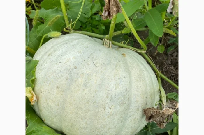 Продам гарбуз, сорт Волзський сірий- фото № 1