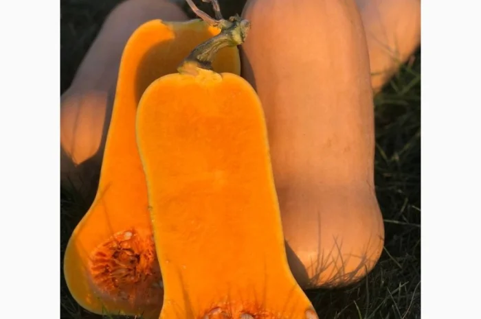 Гарбуз (тиква) кашовий МАТІЛЬДА- фото № 1