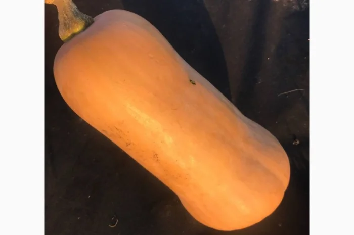 Гарбуз (тиква) кашовий МАТІЛЬДА- фото № 2