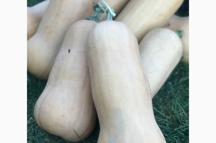 Гарбуз (тиква) кашовий МАТІЛЬДА- фото № 3