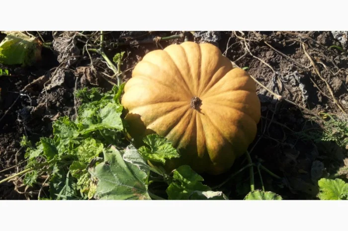 Продам сортовий гарбуз- фото № 2