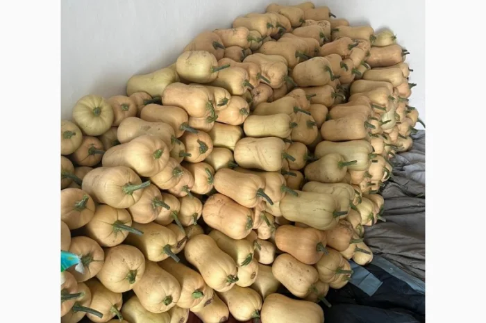 Продам сортовий гарбуз- фото № 3