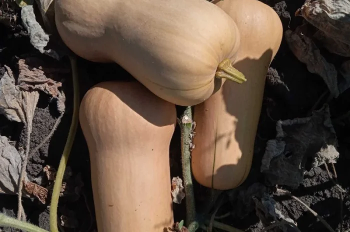 Продам Тыкву Баттернат- фото № 1