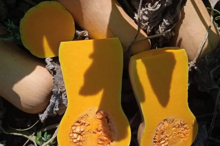 Продам Тыкву Баттернат- фото № 2