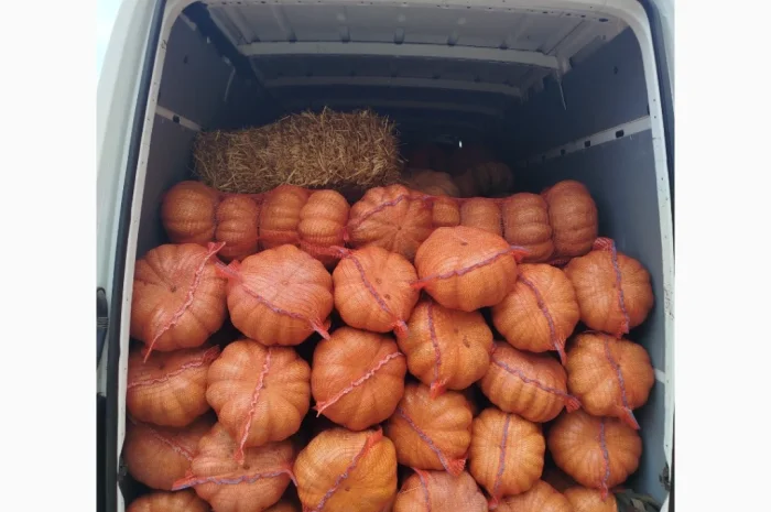 Продаю гарбуз Мускат де Прованс 'Ромашка' в наявності- фото № 1