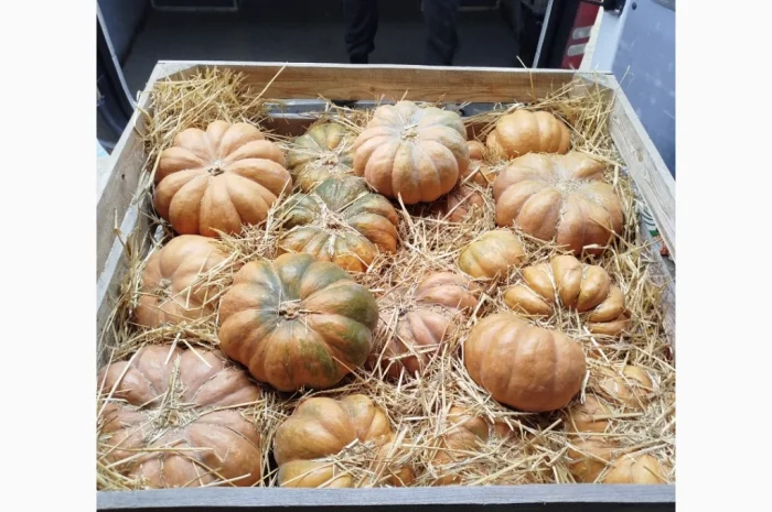 Продаю гарбуз Мускат де Прованс 'Ромашка' в наявності- фото № 2