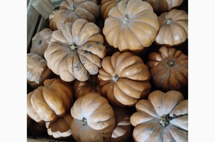 Продаю гарбуз Мускат де Прованс 'Ромашка' в наявності- фото № 3