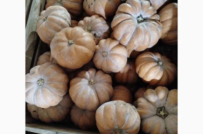 Продаю гарбуз Мускат де Прованс 'Ромашка' в наявності- фото № 4