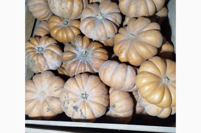 Продаю гарбуз Мускат де Прованс 'Ромашка' в наявності- фото № 5