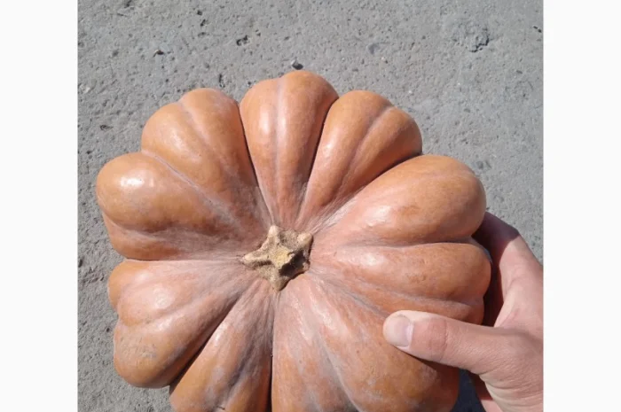 Продам тыкву "Ромашку" Мускат де Прованс- фото № 2