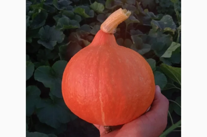 Продам тыкву сорт Хоккайдо- фото № 1