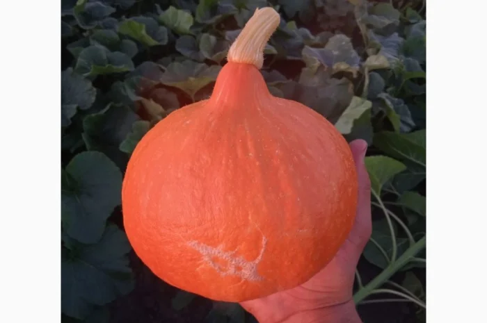 Продам тыкву сорт Хоккайдо- фото № 2