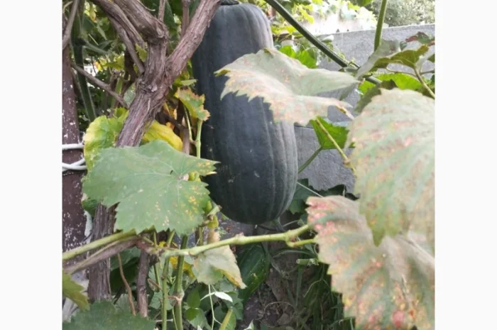 Продам гарбузи сорт зелений велетень- фото № 1