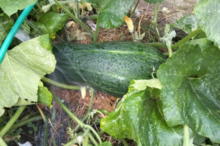 Продам гарбузи сорт зелений велетень- фото № 2