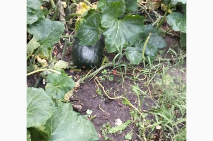 Продам гарбузи сорт зелений велетень- фото № 3