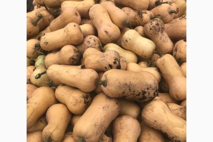 Продам-гарбузи-на-кашу- фото № 1