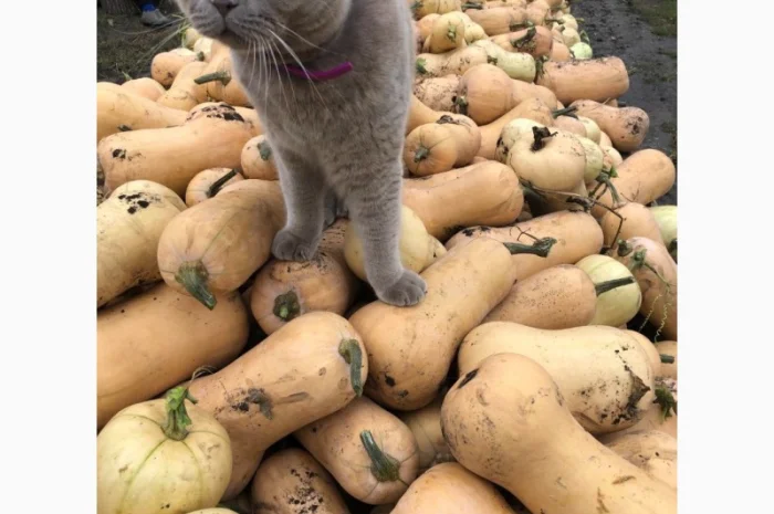 Продам-гарбузи-на-кашу- фото № 2