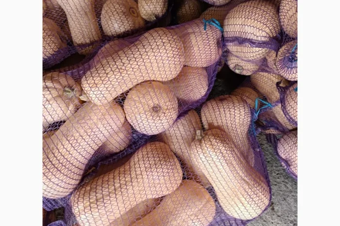 Продам гарбуз- фото № 1