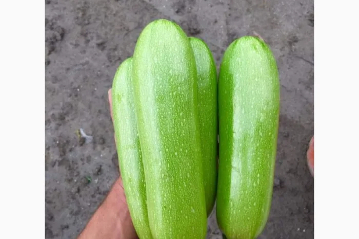 Тыква оптом- фото № 2